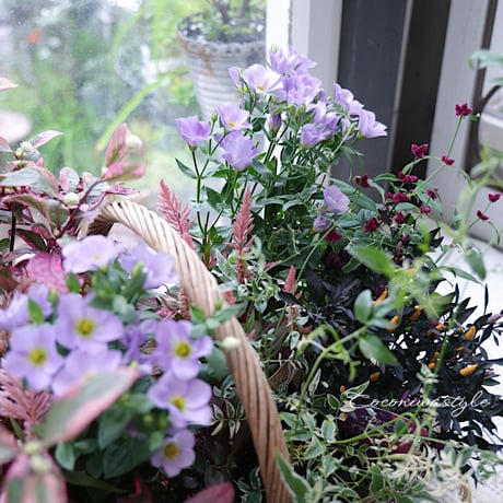 花苗セット　秋のシックカラー