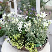 春の花苗セット　クレマチスペトレイ