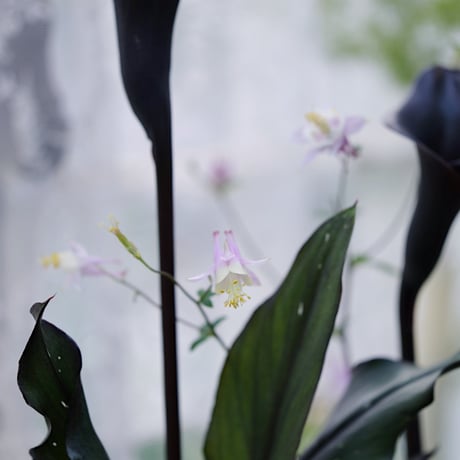 ガーデンカラーブラック＆紫陽花のシック花苗セット