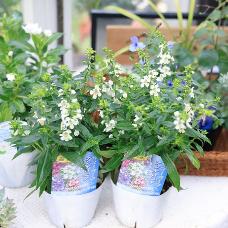夏の花苗セット　クレロデンドルム