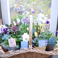 花苗セット　宮崎からの贈り物