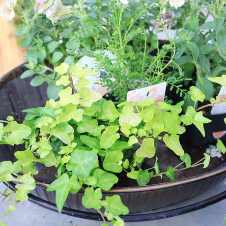 自分で植える花苗セットピンクベージュ