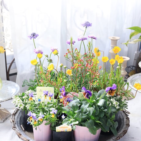 早春の花苗セット　イエロー ＆ブルー