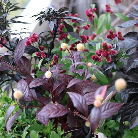 自分で植える花苗セット　シックビオラ