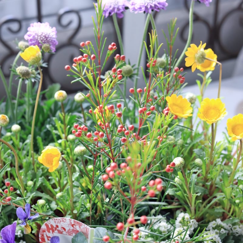 早春の花苗セット イエロー ＆ブルー | coconiwa