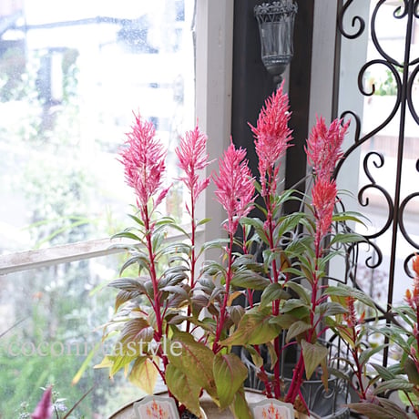 ケイトウコリーと秋の花苗セット