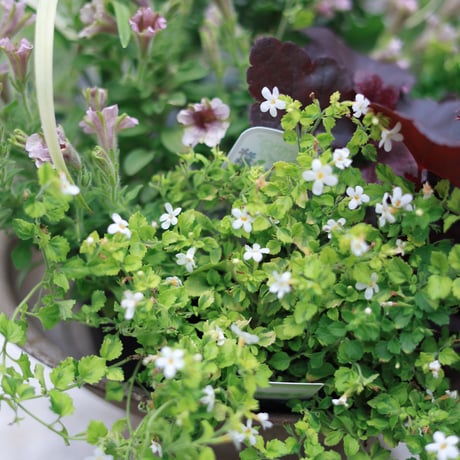 初夏の花苗セット　ペチュニアさくらクルール