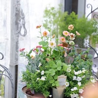 初夏の花苗セット　ゲウムマイタイ＆カリブラコア
