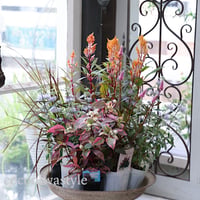 ケイトウコリーと秋の花苗セット
