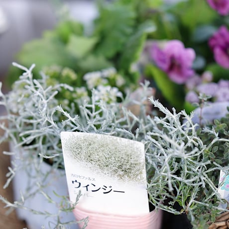 春の花苗セレクション ブルー