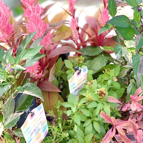 自分で植える花苗セット秋色ピンク