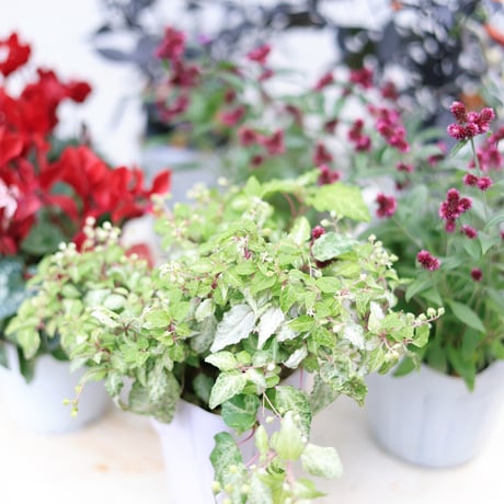 自分で植える花苗セット　シクラメンアレンジホワイトver.ラタンバスケット付き