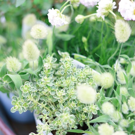 自分で植える花苗セット　ホワイト&グリーン
