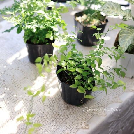 観葉植物セット