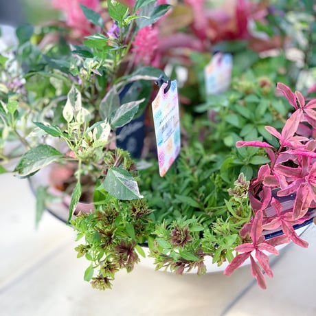 自分で植える花苗セット秋色ピンク
