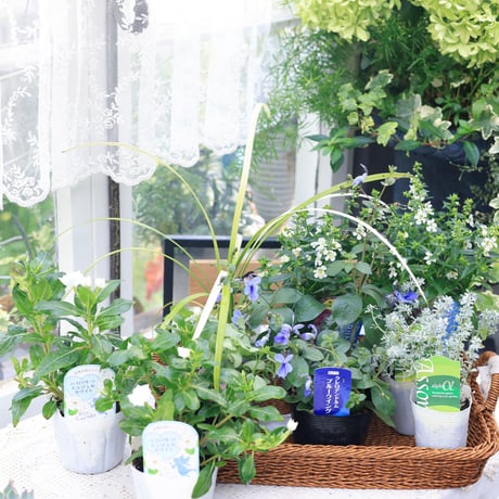 夏の花苗セット　クレロデンドルム