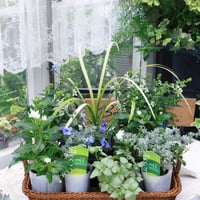 夏の花苗セット　クレロデンドルム