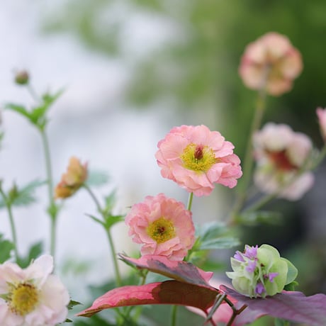 初夏の花苗セット　ゲウムマイタイ＆カリブラコア