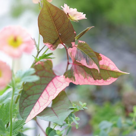初夏の花苗セット　ゲウムマイタイ＆カリブラコア