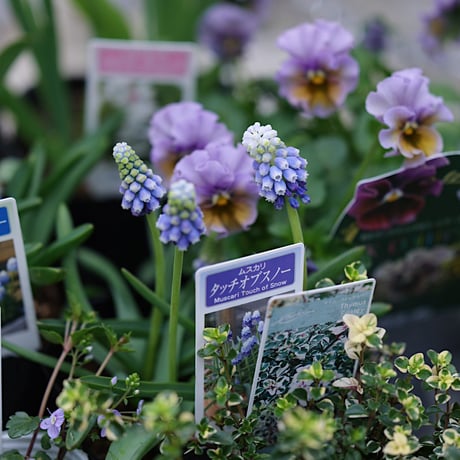 球根植物を楽しむ春の花苗セレクション𓂂𓏸 𓂃