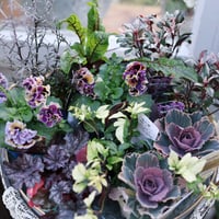 花苗セット　パンジードラキュラと葉牡丹萌花マーブル