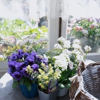 バスケット付き春の花苗セット　ネメシアピンクレモネード