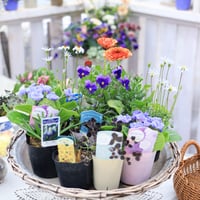 早春の花苗＆芽出し球根ブルーセット