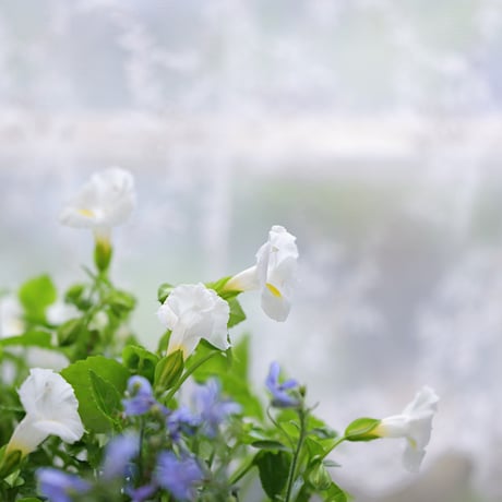 夏の花苗セット