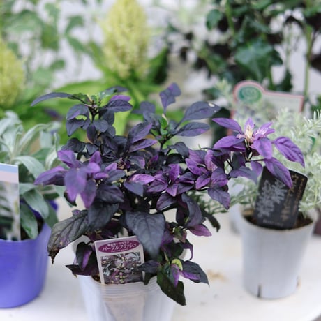 自分で植える花苗セット　秋のシックカラー