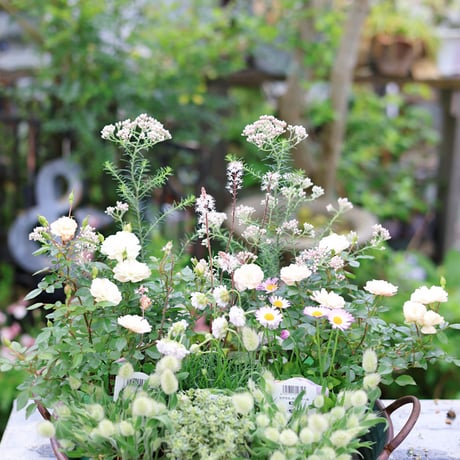 自分で植える花苗セット　ホワイト&グリーン