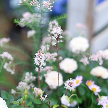自分で植える花苗セット　ホワイト&グリーン