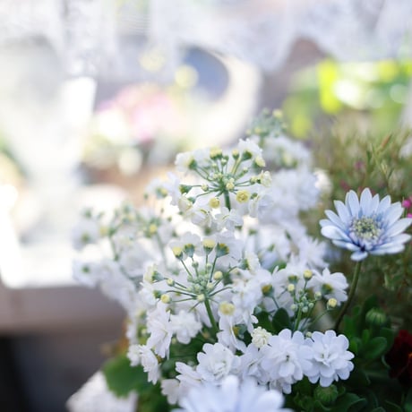 春の花苗セット　八重サクラソウ&シルバーナイト
