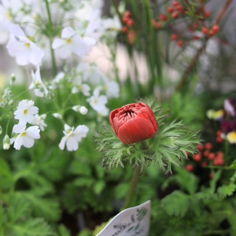 早春の花苗セット　レッド