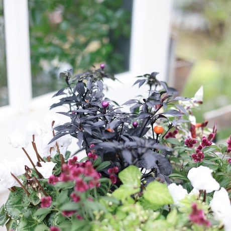 自分で植える花苗セット　シクラメンアレンジホワイトver.ラタンバスケット付き
