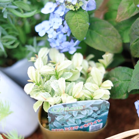 自分で植える花苗セット/ヤマアジサイ津江のこでまり