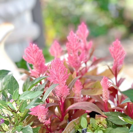 自分で植える花苗セット秋色ピンク