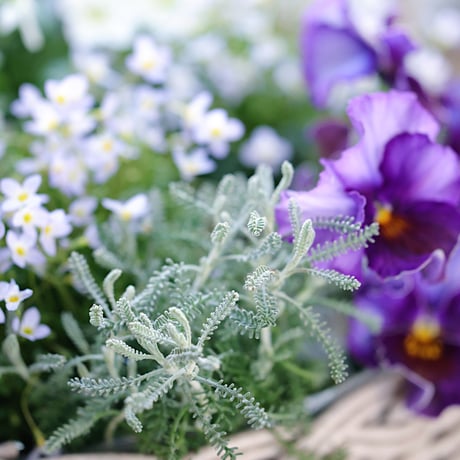 バスケットと春の花苗セレクション　ベラボン付