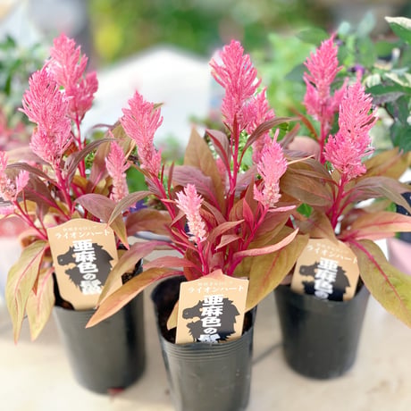 自分で植える花苗セット秋色ピンク