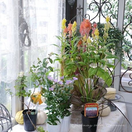 ケイトウコリーと秋の花苗セットB