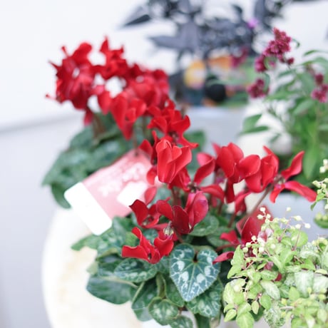 自分で植える花苗セット　シクラメンアレンジレッドver.ラタンバスケット付き