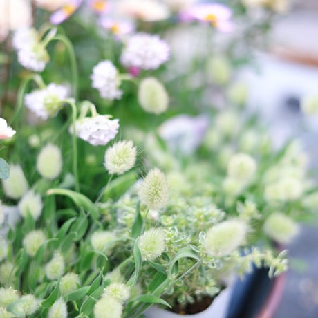 自分で植える花苗セット　ホワイト&グリーン