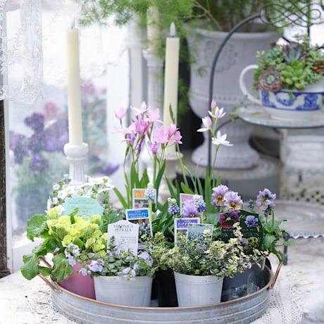 球根植物を楽しむ春の花苗セレクション𓂂𓏸 𓂃