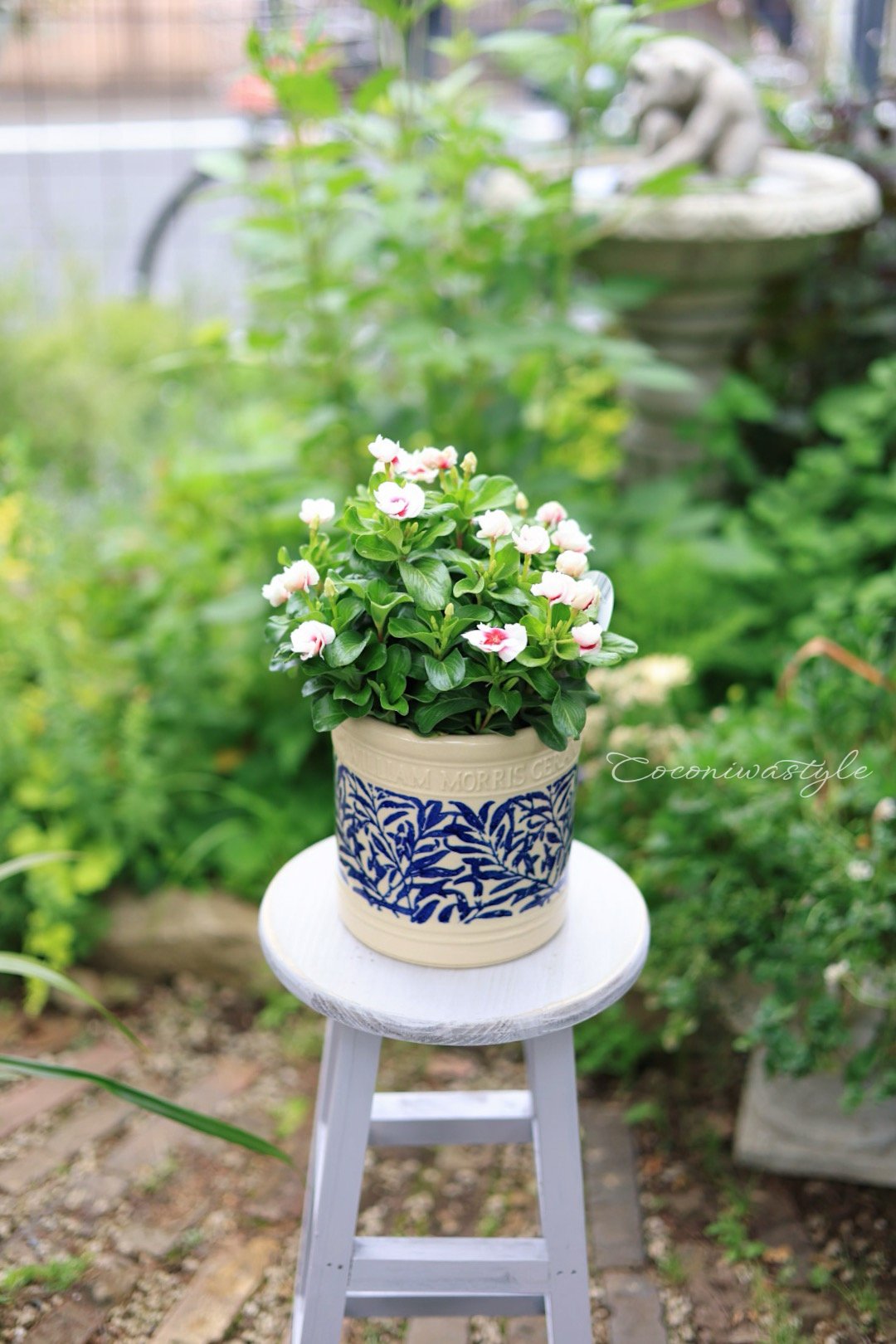 日々草ミキ4号 ウィリアムモリスリーフシリンダー植木鉢セット