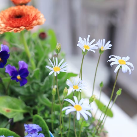 早春の花苗＆芽出し球根ブルーセット