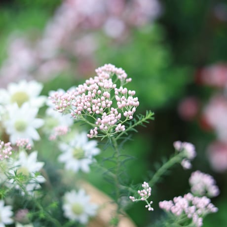 自分で植える花苗セット　ホワイト&ベージュ