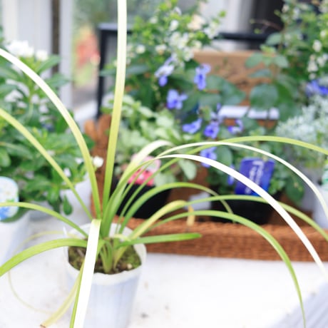 夏の花苗セット　クレロデンドルム