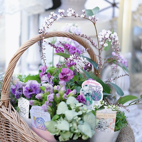 春の花苗セレクション ブルー