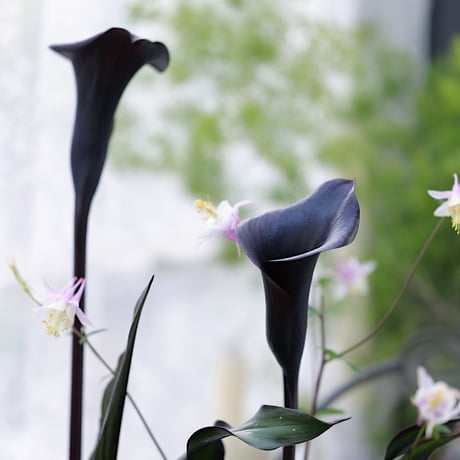 ガーデンカラーブラック＆紫陽花のシック花苗セット
