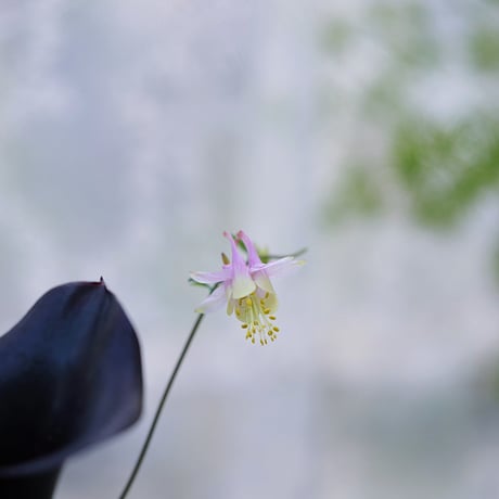 ガーデンカラーブラック＆紫陽花のシック花苗セット