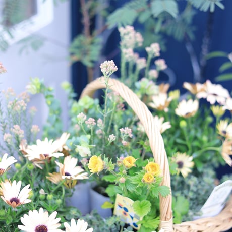 自分で植える花苗セット　ベージュピンク